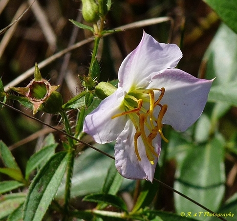 {Rhexia mariana var. mariana}